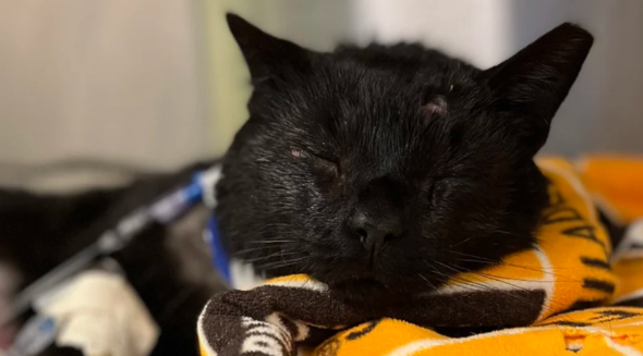 流浪猫被虐濒死，全球爱猫人接力救他命