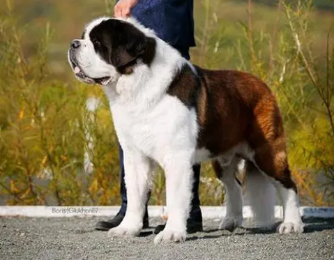 圣伯纳犬什么时候开始训练？来了解下吧