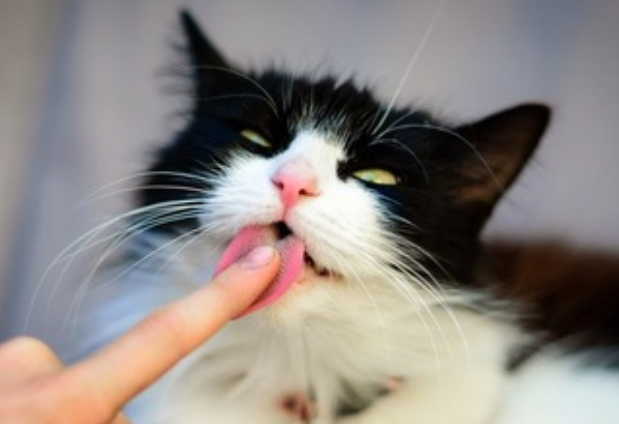 猫咪为什么不给我舔手指头