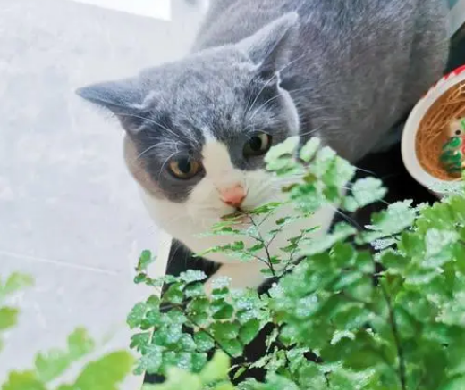 铁线蕨猫咪能吃吗