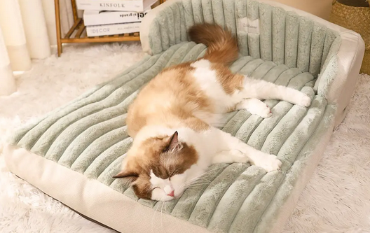猫咪喜欢跑卧室是为什么
