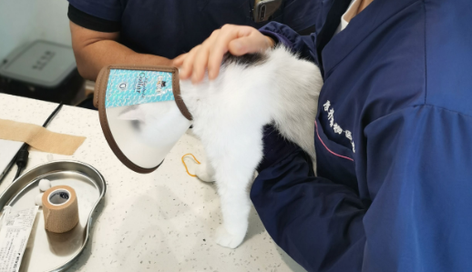 宠物医院大概多少钱