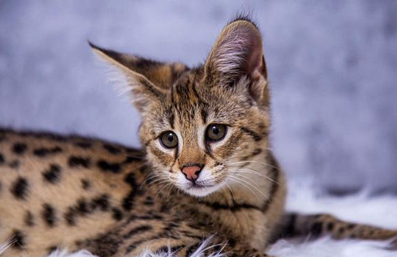 热带草原猫怎么养？有人清楚吗？