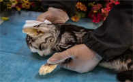 猫咪死了为什么要火化呢