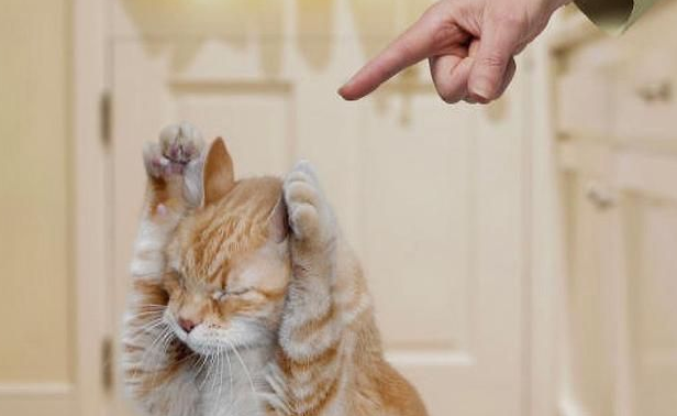 猫咪犯错后为什么低头呢 猫咪犯错后为什么低头呢