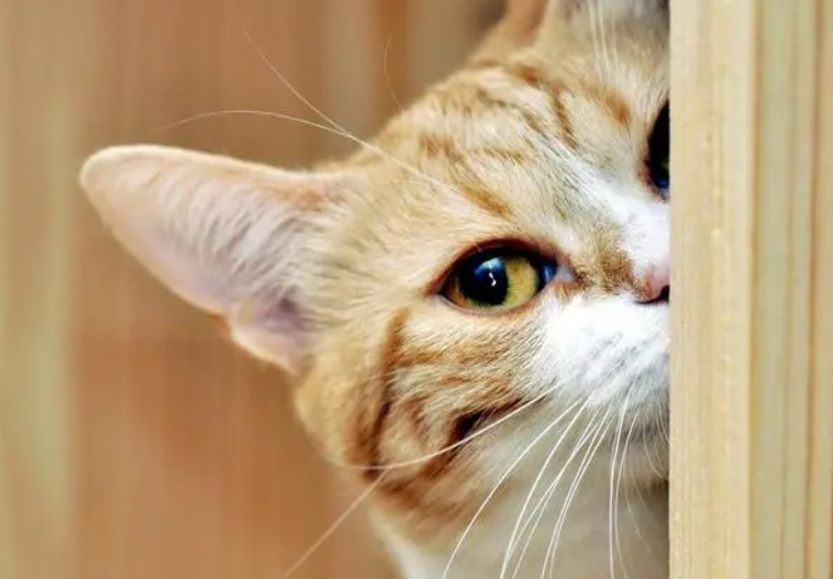 猫咪为什么不能进猫门口呢