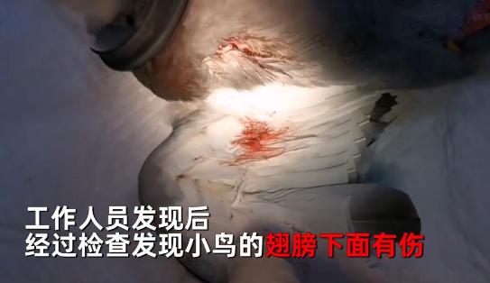 鸽子直奔宠物医院,“带伤求医”礼貌挂号被夸有家教 鸽子直奔宠物医院,“带伤求医”礼貌挂号被夸有家教