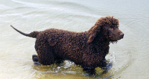 爱尔兰水猎犬性格怎么样?需要提前了解