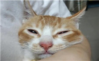 猫鼻子干不吃东西精神不好