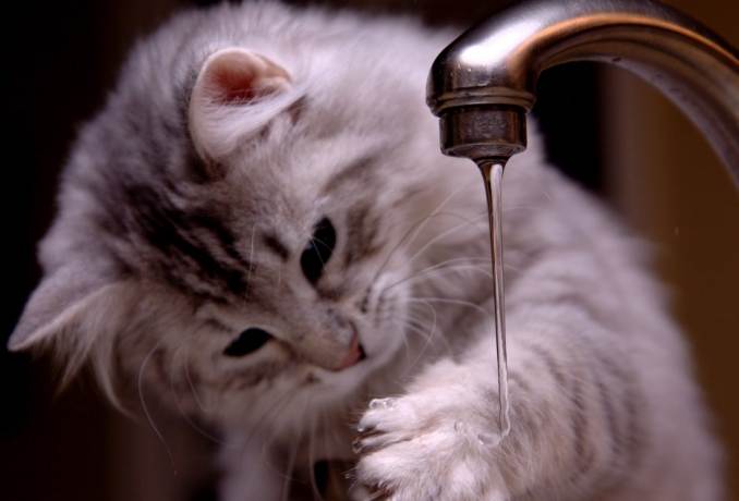猫咪喜欢在水里玩的原因