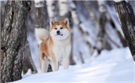 科普文，讲述秋田犬起源