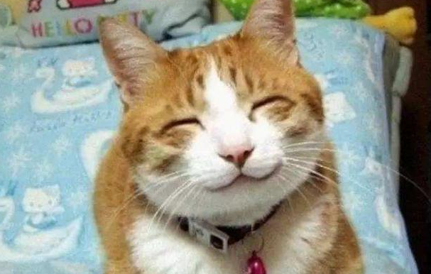 猫能微笑吗