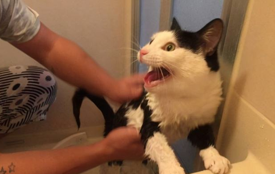 猫咪被打为什么还反抗着叫