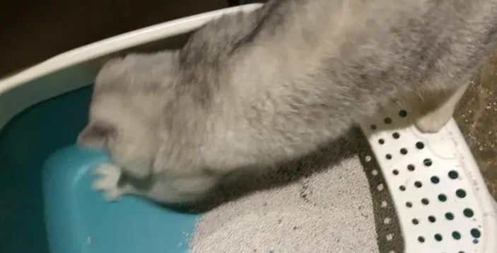 猫咪为什么会把屎扒拉外面呢