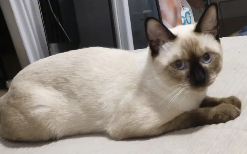 暹罗猫是埃及猫吗?一定要了解 暹罗猫是埃及猫吗?一定要了解