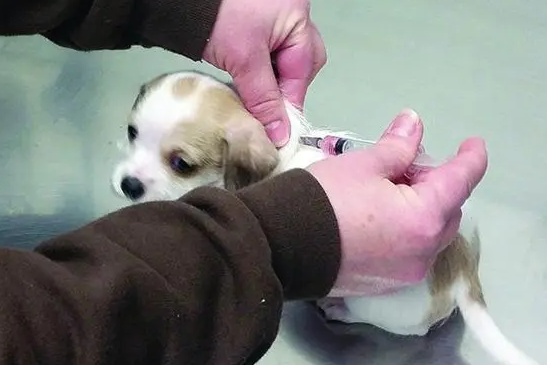 犬类五联疫苗包括哪些