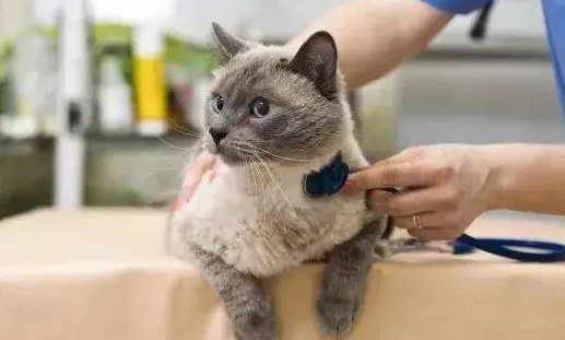 猫咪生病很难查吗为什么呢