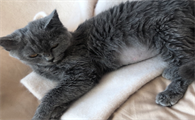 猫传腹多久开始大肚子