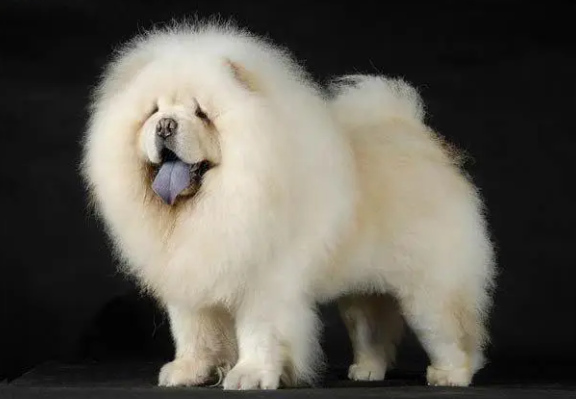 养松狮犬是什么感受啊?该怎么养?-宠物网