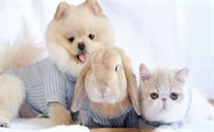 兔子比猫狗干净吗