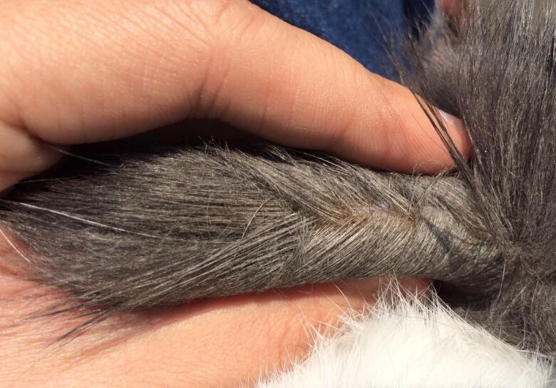 猫尾巴特别脏是怎么回事