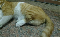 为什么猫咪后腿不能摸呢