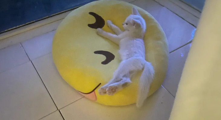 猫咪洗澡多少钱 猫咪洗澡多少钱