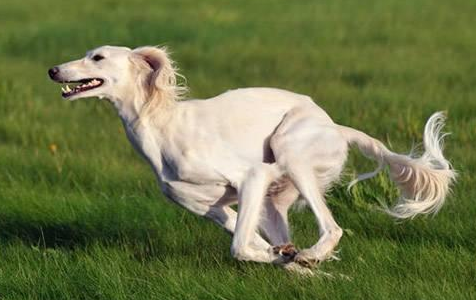 萨路基猎犬鼻子干是怎么回事？宠主来看看吧