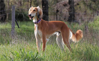 萨路基猎犬耳朵怎么清洁?我来告诉你!