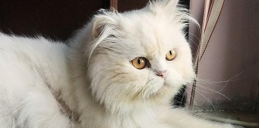波斯猫孕期时间怎么计算?来看看 波斯猫孕期时间怎么计算?来看看