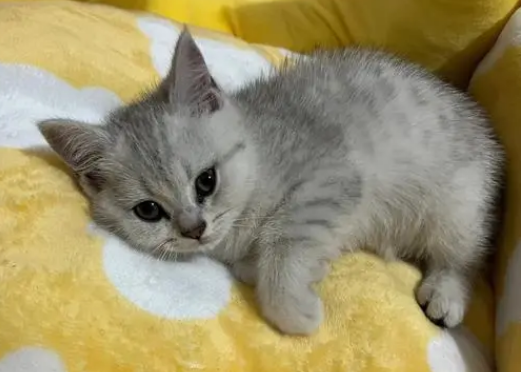 猫咪为什么比较黏人呢怎么回事