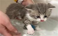 猫咪多大可以洗澡