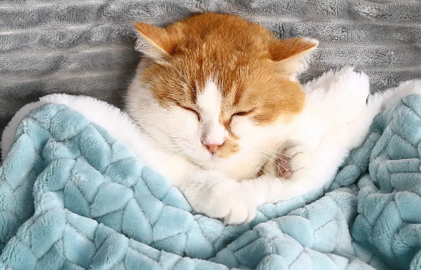 猫咪为什么抱毯子睡呢 猫咪为什么抱毯子睡呢