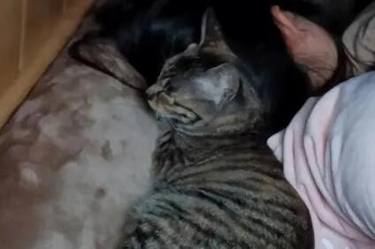 猫咪为何踩我头发睡觉