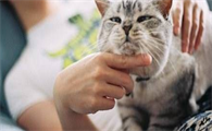 心理学分析喜欢猫的男人