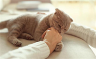 长期室内养猫对人体有影响吗