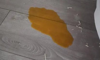 猫咪尿颜色茶褐色是怎么了 猫咪尿颜色茶褐色是怎么了
