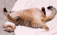 猫咪绕圈还打滚是为什么呢