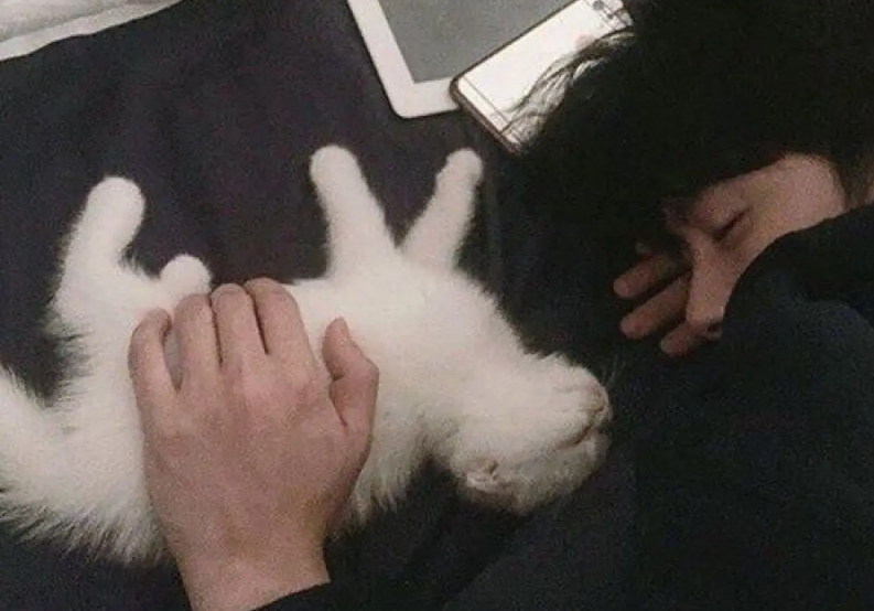 男人为什么喜欢猫咪的原因