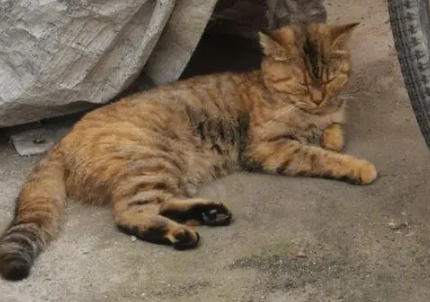 捡来的猫能养吗