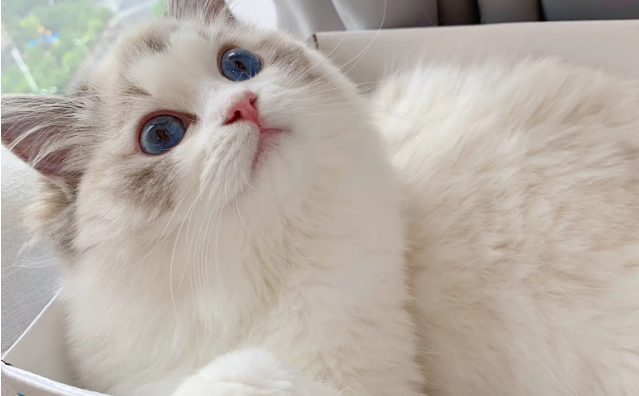 秦皇岛有猫舍吗