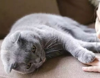 长期养猫人容易得啥病