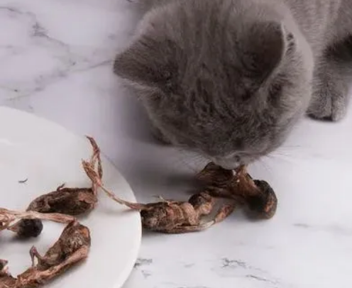 猫吃干鹌鹑会上瘾吗