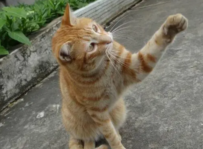 猫咪为什么会用前脚打东西呢