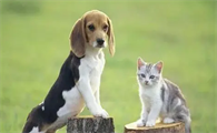养猫还是养狗好