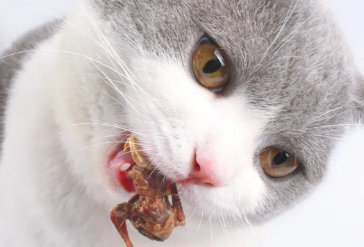 猫咪鹌鹑一天吃几个 猫咪鹌鹑一天吃几个