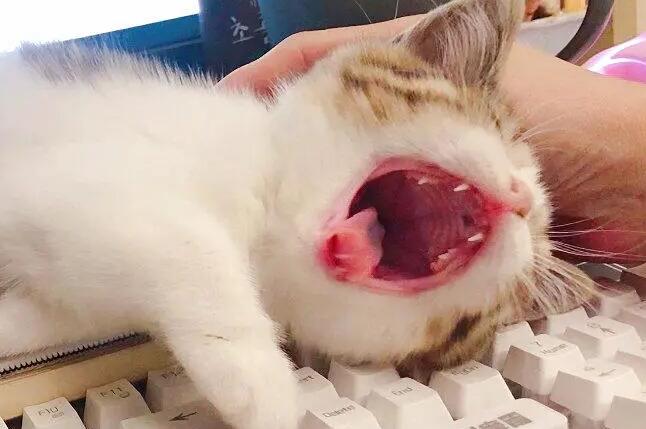 猫咪为什么嘴巴张开不叫声音