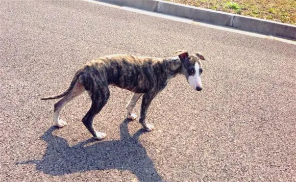 惠比特犬发烧怎么处理？给你一份应对手册