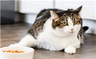 猫咪为什么不吃东西