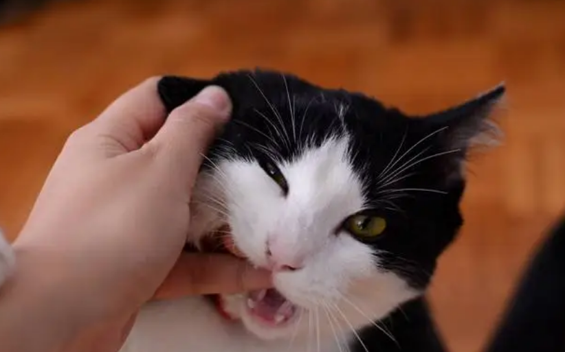 猫咪为什么突然一直咬人